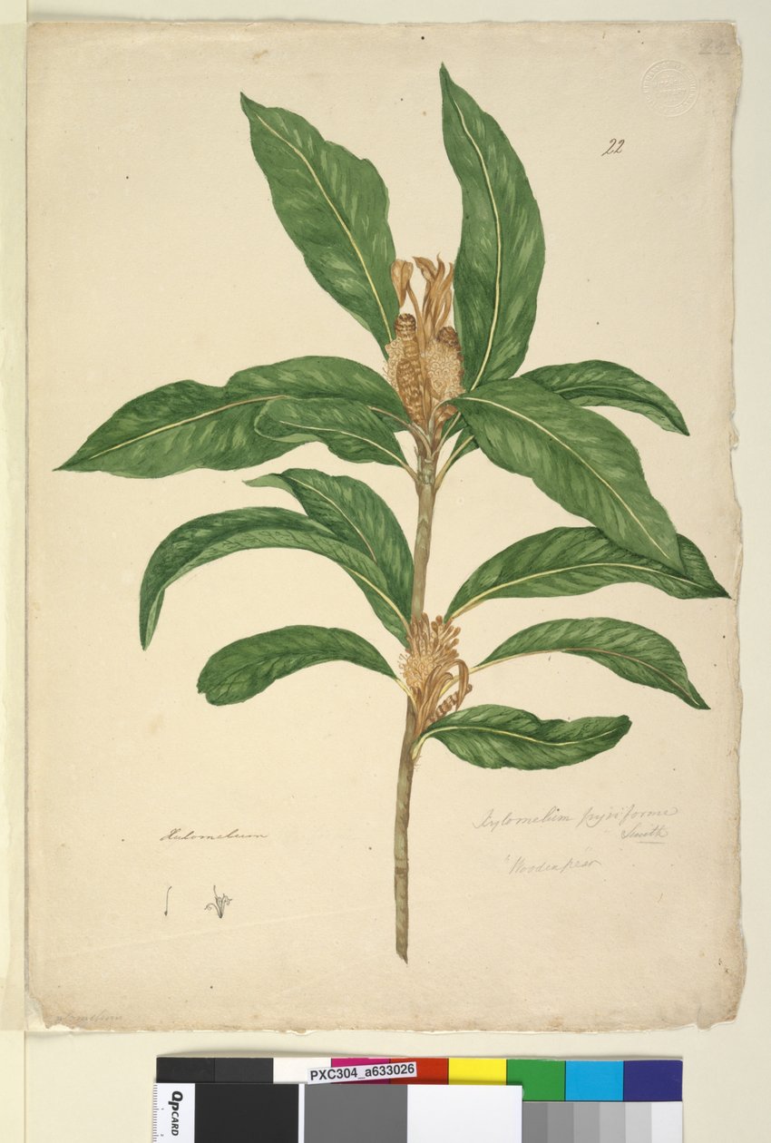 Pagina 22. Xylomelum pyriforme, c.1803-06 door John William Lewin