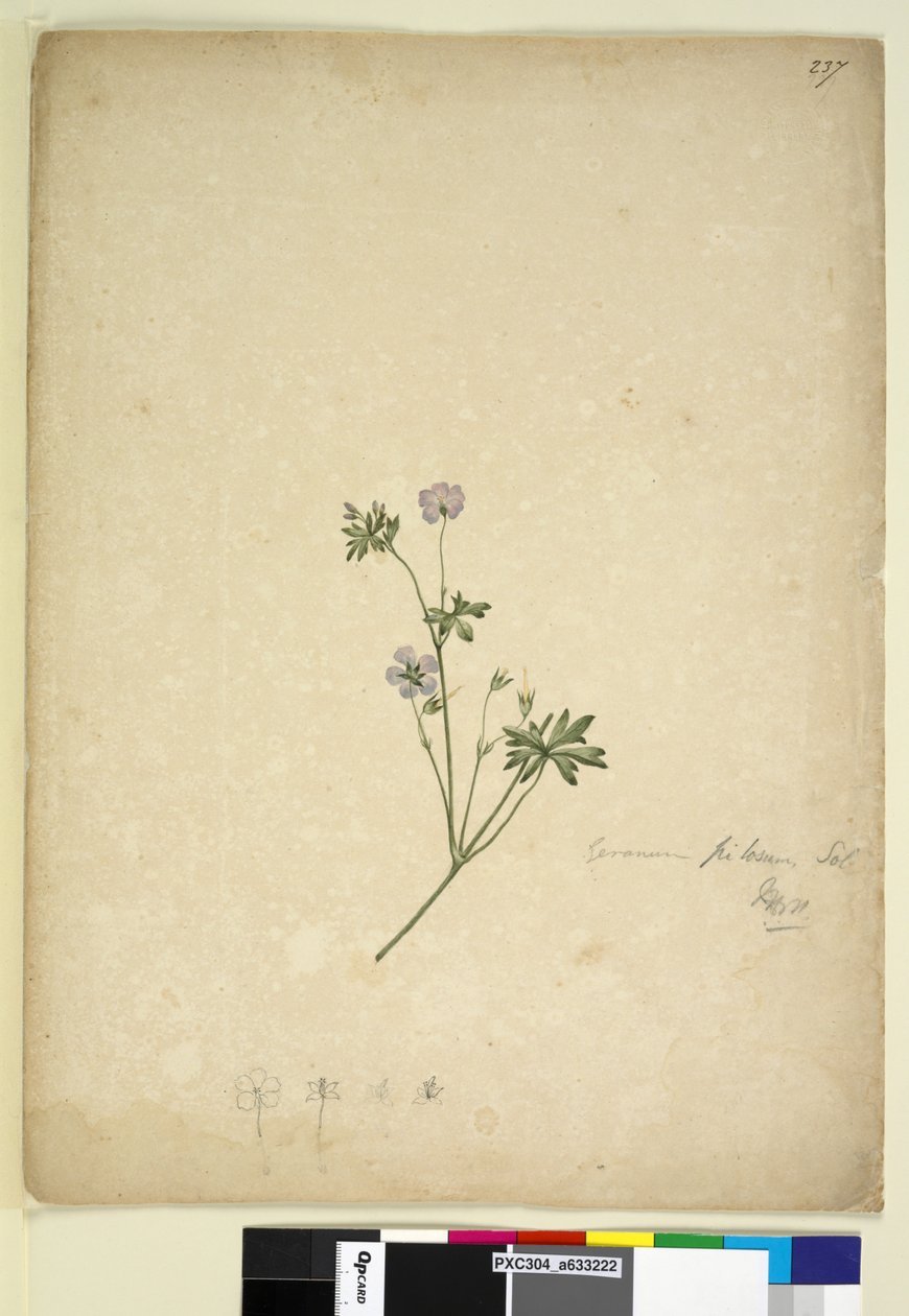 Pagina 237. Geranium pilosum door John William Lewin