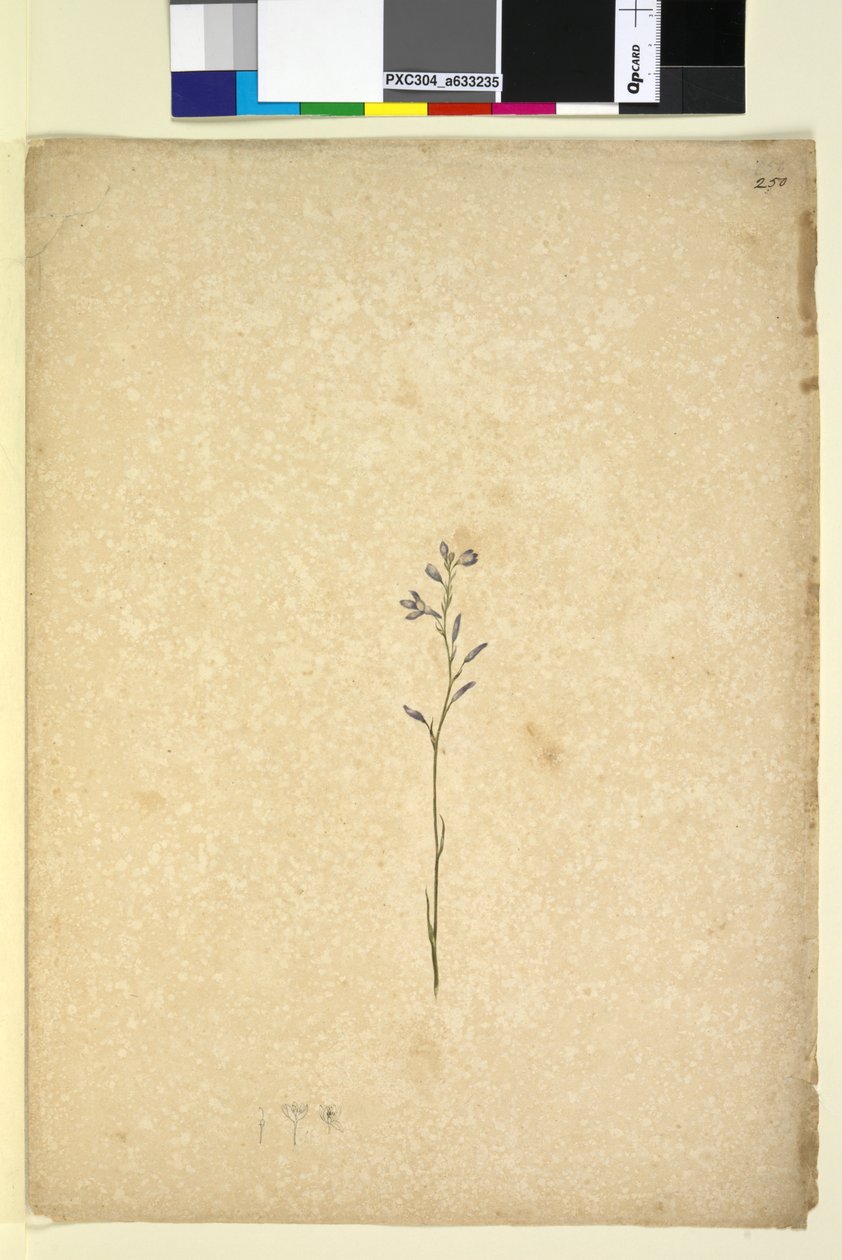 Pagina 250. Ongeïdentificeerde plant door John William Lewin