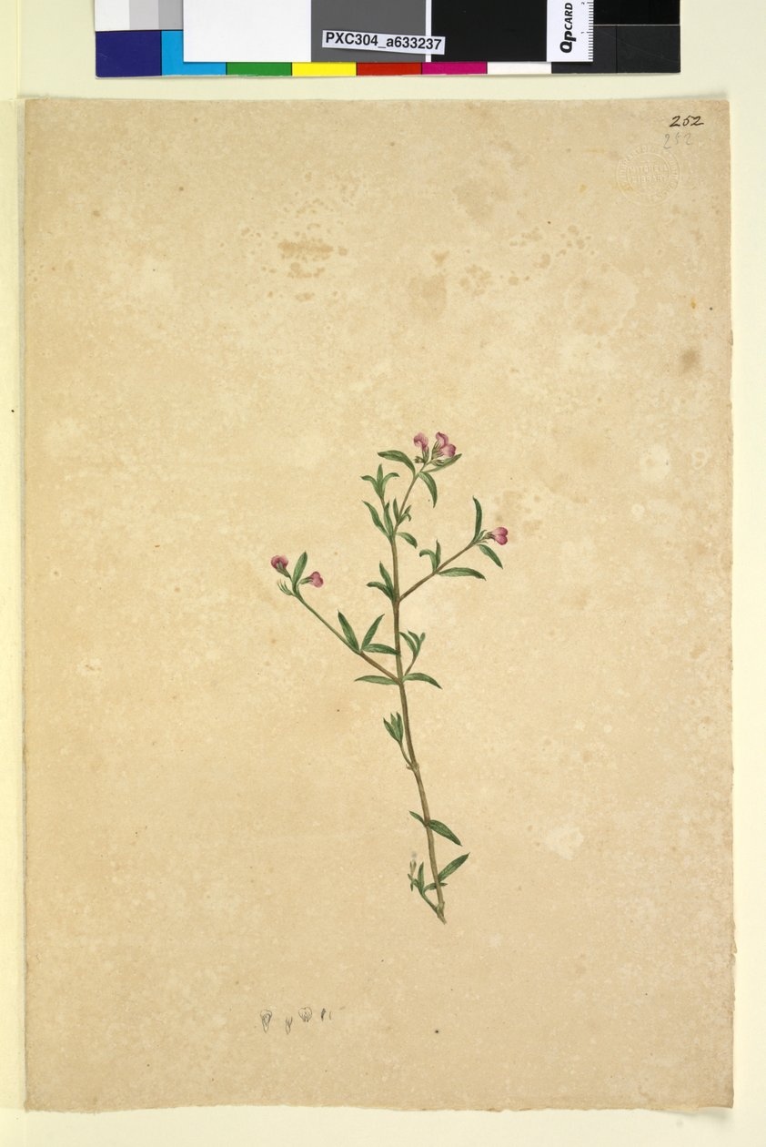Pagina 252. Ongeïdentificeerde plant door John William Lewin