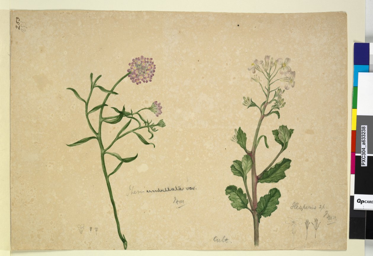 Pagina 253. Iberis umbellata; Hesperis sp. door John William Lewin
