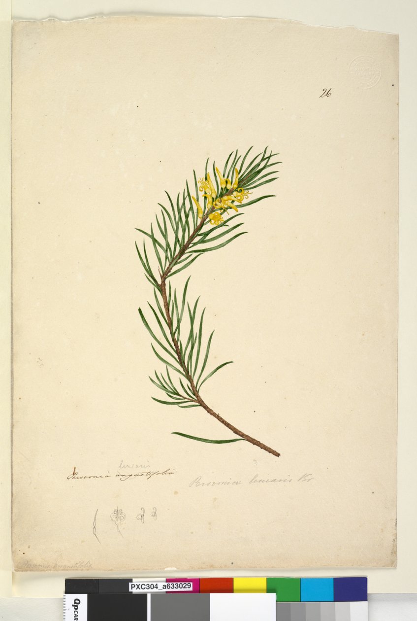 Pagina 26. Persoonia linearis, c.1803-06 door John William Lewin
