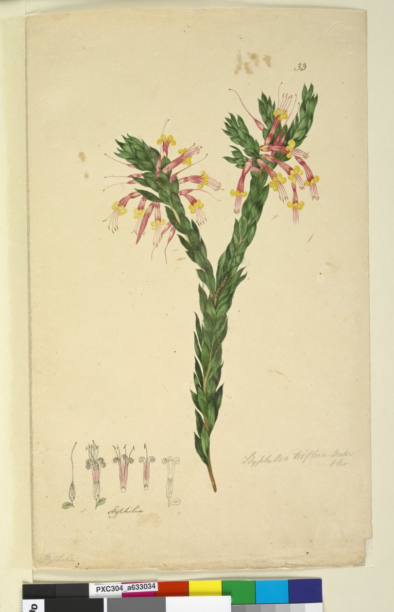 Pagina 33. Styphelia triflora, c.1803-06 door John William Lewin