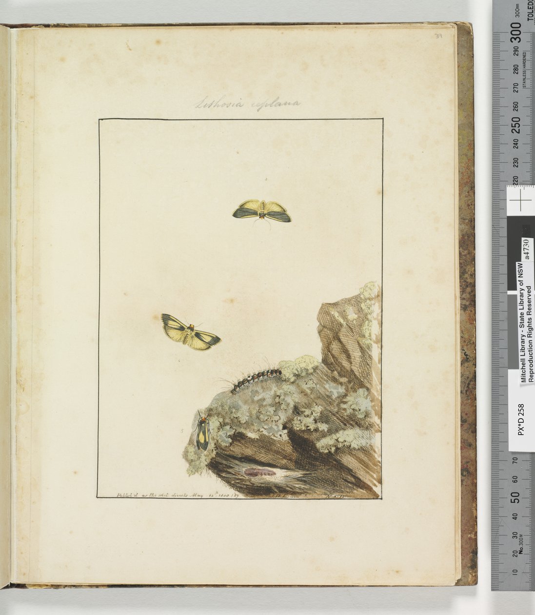 Pagina 39. Plaat 10 Lithosa Replana, 1803-04 door John William Lewin