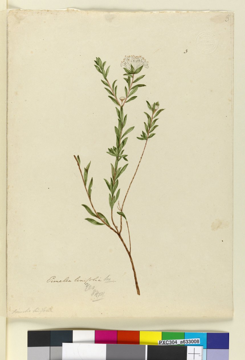 Pagina 3. Pimelea linifolia, c.1803-06 door John William Lewin