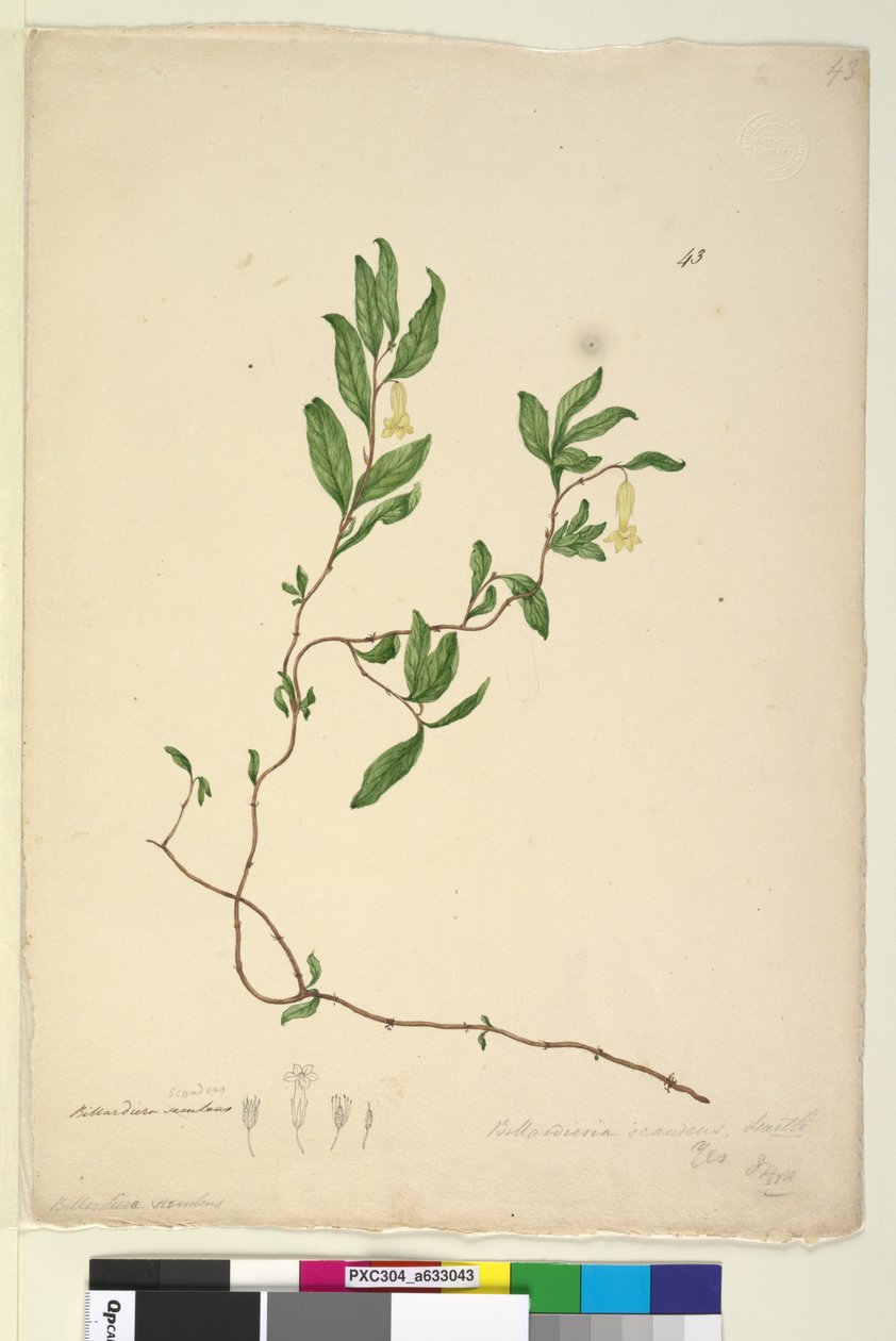 Pagina 43. Billardiera scandens door John William Lewin