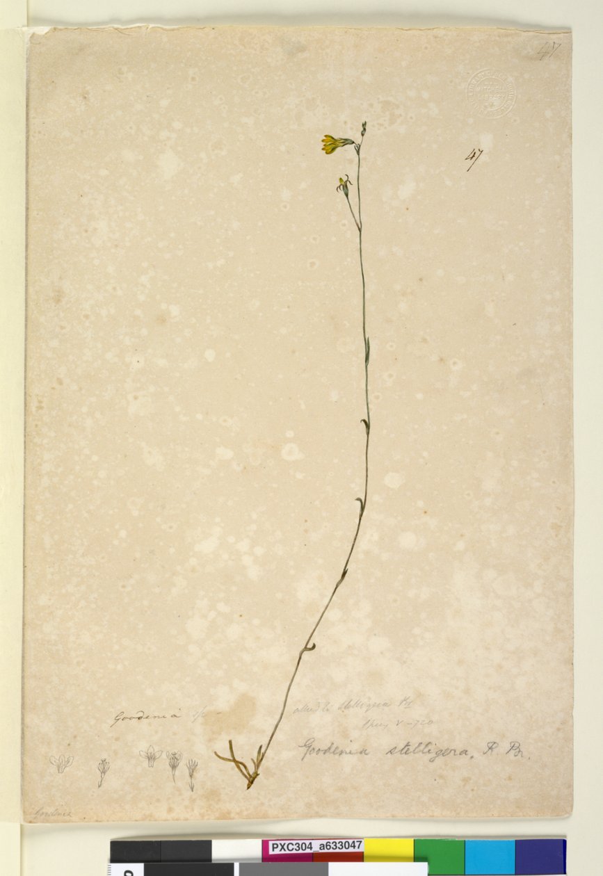 Pagina 47. Goodenia stelligera, c.1803-06 door John William Lewin