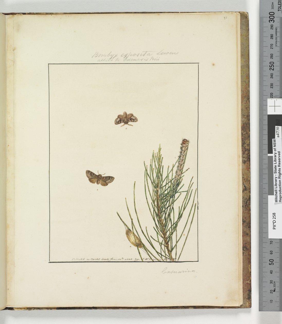 Pagina 51. Plaat 13 Bombyx Exposita Lewin verwant aan..., 1803-04 door John William Lewin
