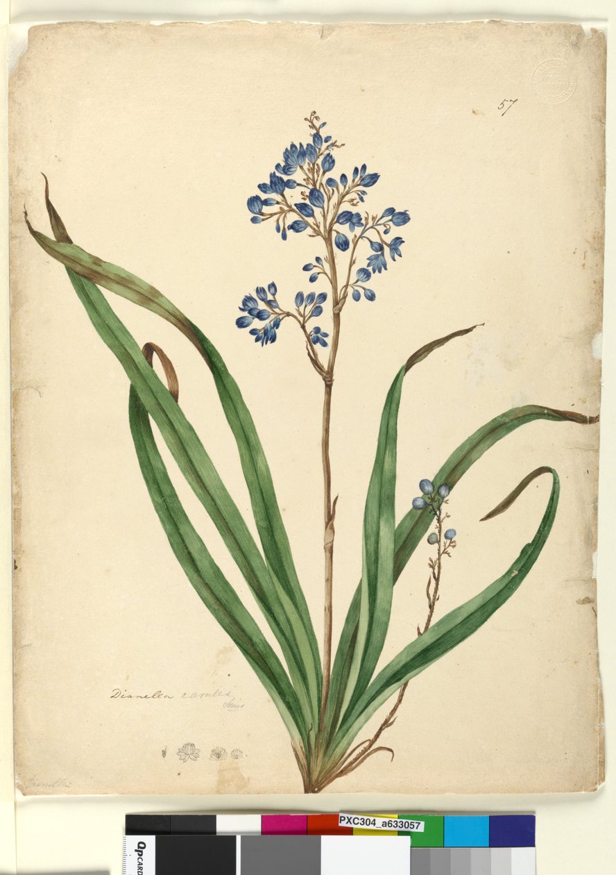 Pagina 57. Dianella caerulea door John William Lewin