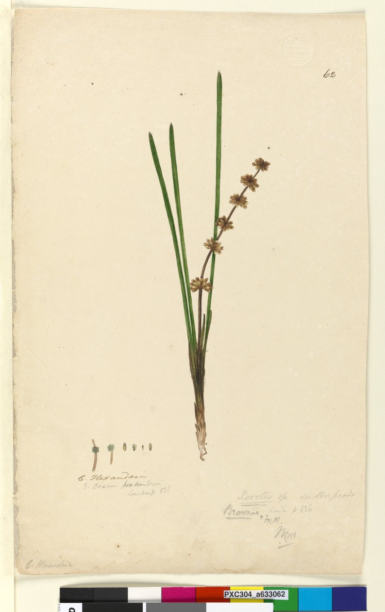 Pagina 62. Xerotes Lomandra multiflora door John William Lewin