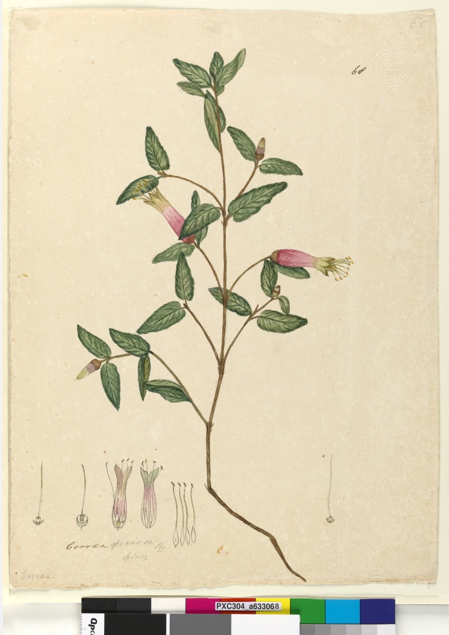 Pagina 68. Correa speciosa door John William Lewin
