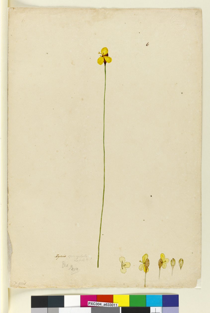 Pagina 6. Xyris operculata, c.1803-06 door John William Lewin