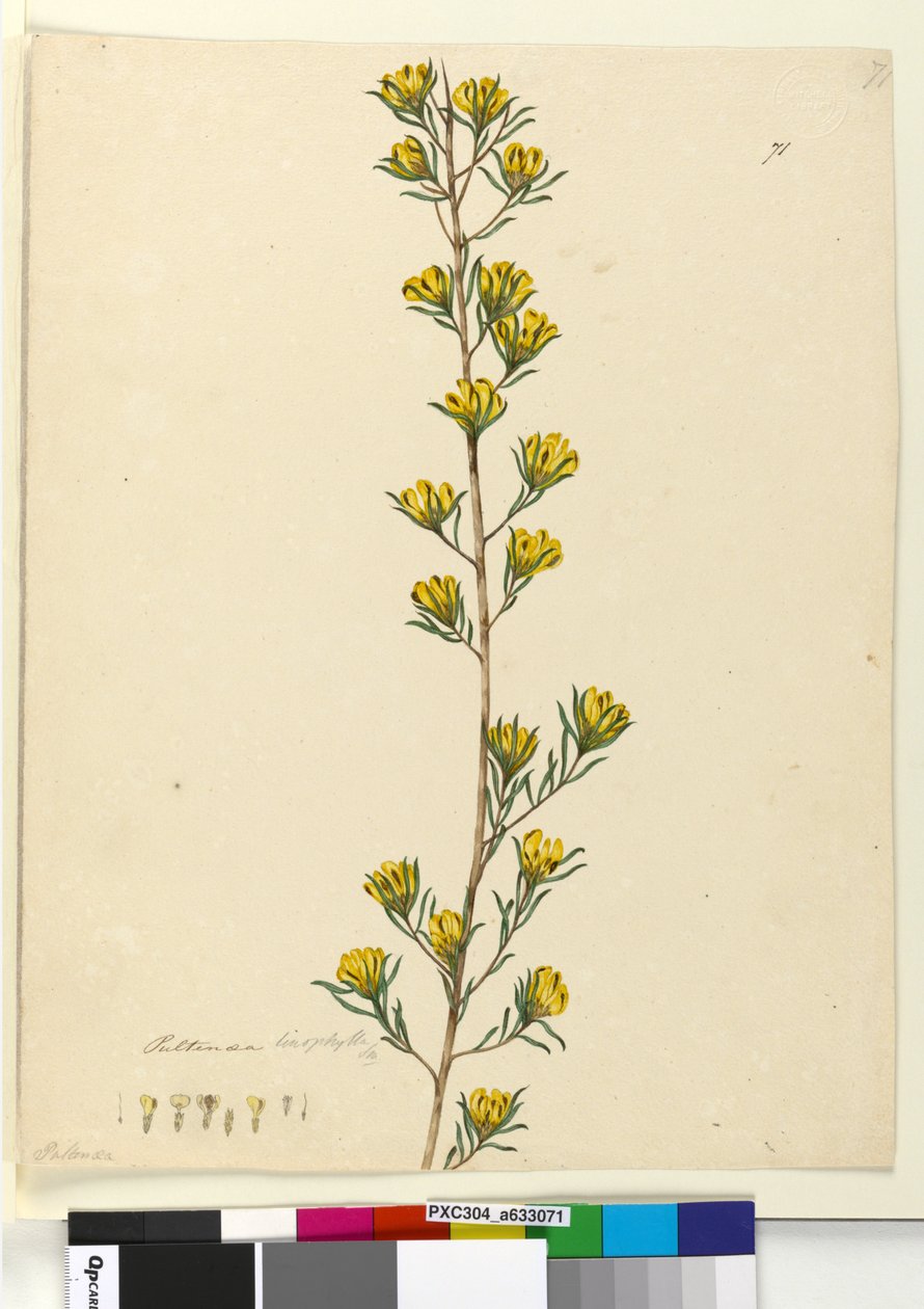 Pagina 71. Pultenaea linophylla door John William Lewin