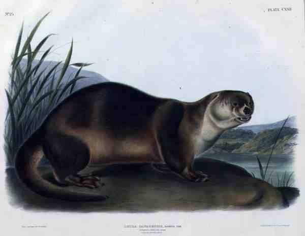 Lutra Canadensis of Lataxina Mollis (Canadese Otter), plaat 122 uit 