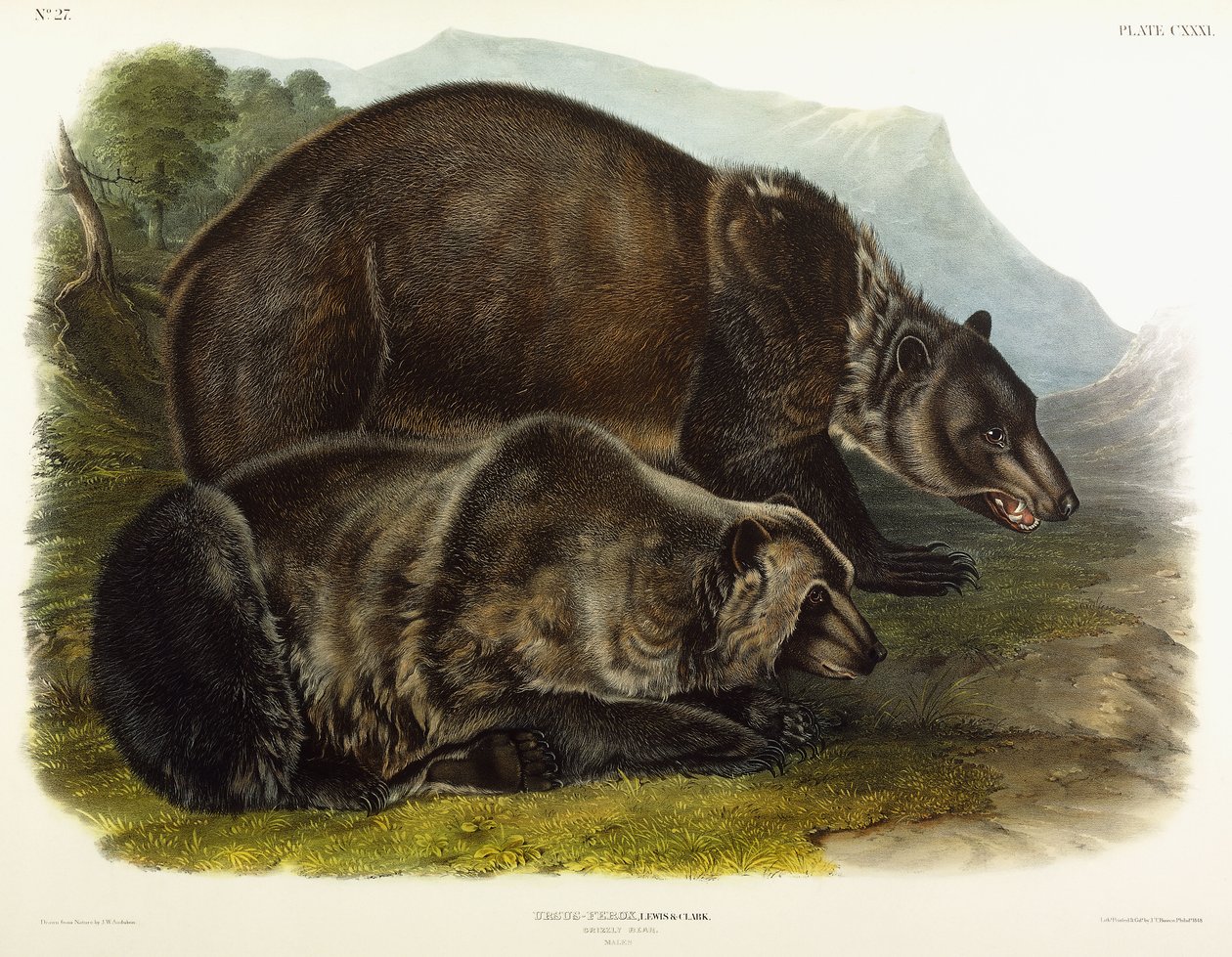Mannelijke grizzlybeer, 1848 door John Woodhouse Audubon