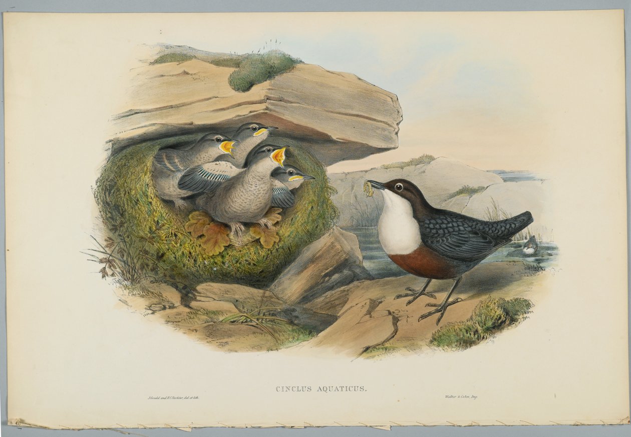 Cinclus Aquaticus - Waterspreeuw, gegraveerd door H. C. Richter door John after Gould