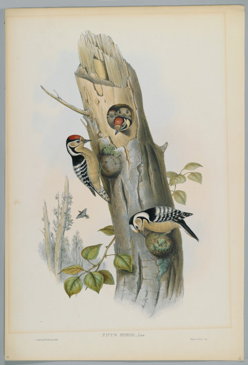 Picus Minor - Kleine Bonte Specht, gegraveerd door H. C. Richter door John after Gould