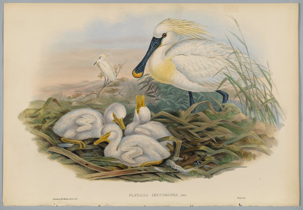 Platalea Leucorodia - Lepelaar en jongen, gegraveerd door H. C. Richter door John after Gould