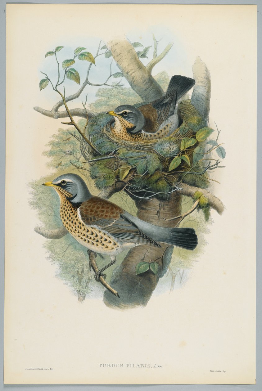 Turdus Pilarus - Kramsvogel, gegraveerd door H. C. Richter door John after Gould