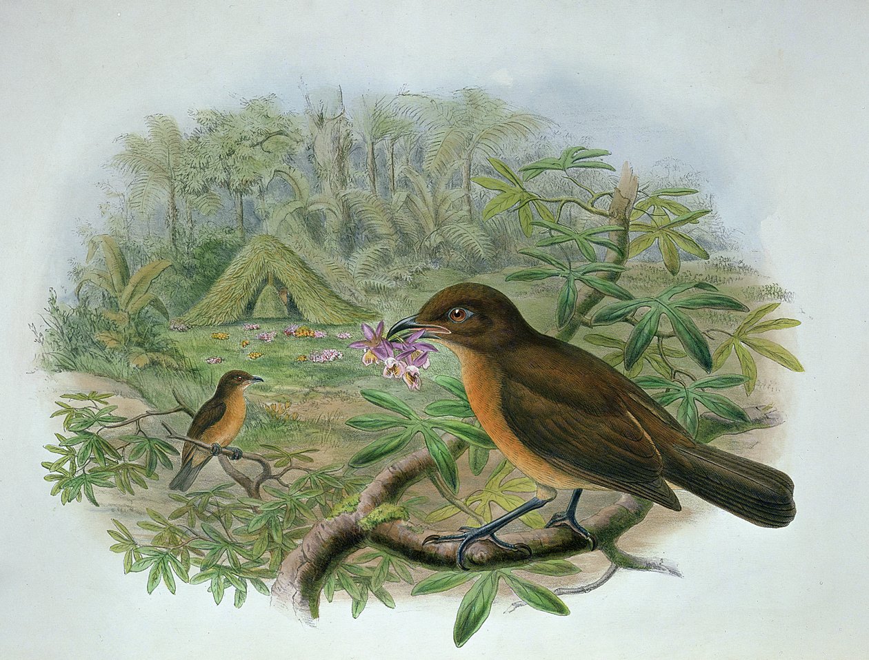 Amblyornis Inornatus, Vogelkop Tuinmanvogel door John and Hart, William Gould
