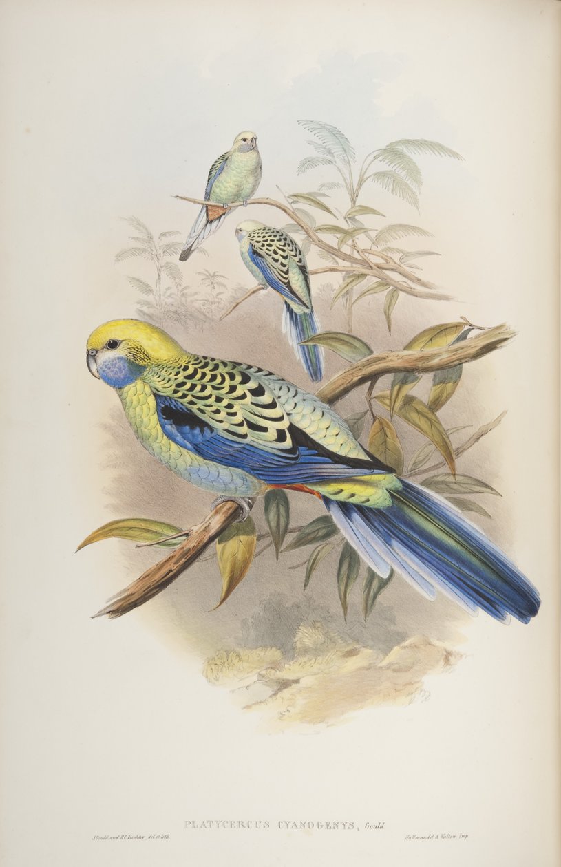 Platycerus cyanogenus, uit The Birds of Australia door John Gould door John and Richter Gould