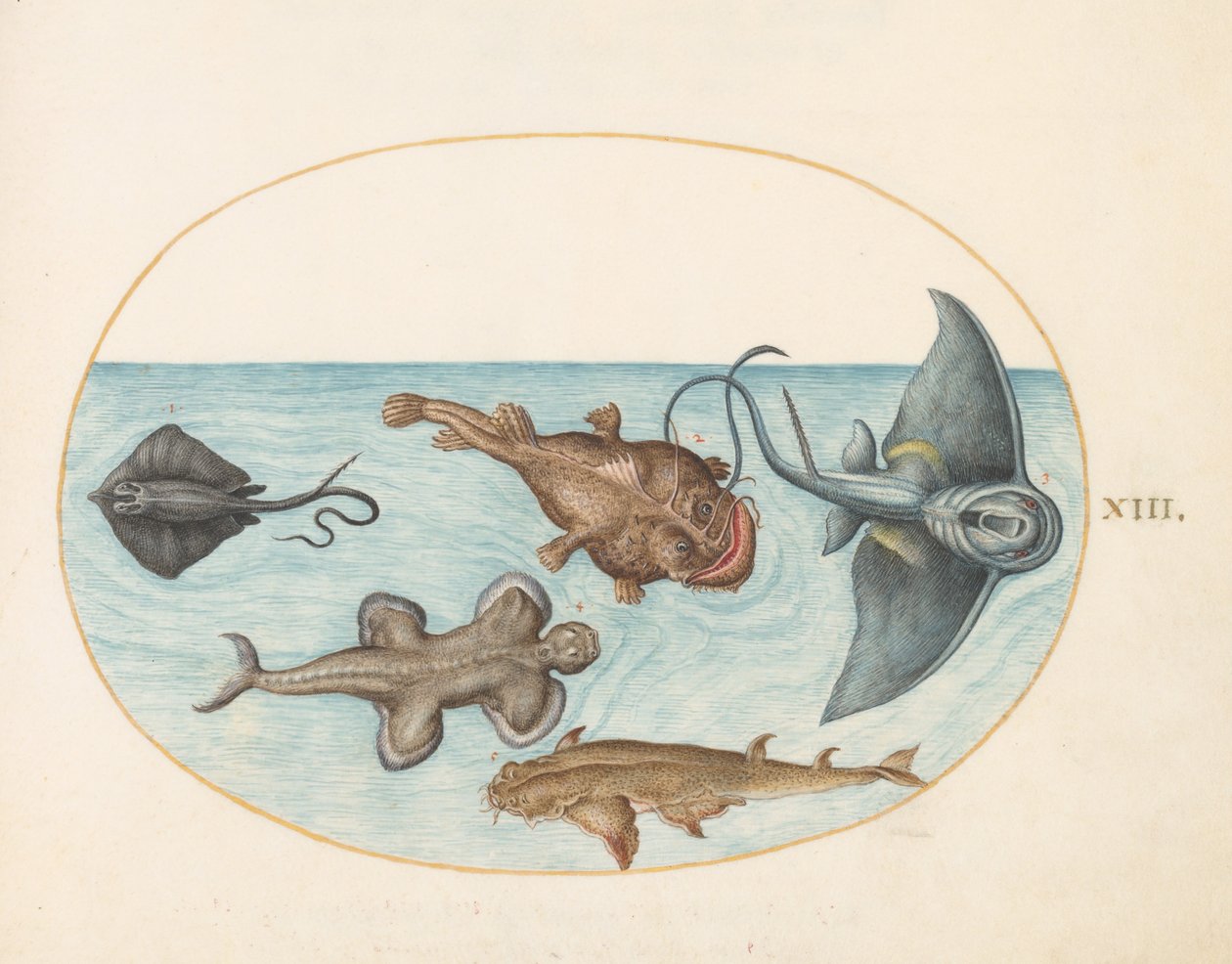 Animalia Aqvatilia et Cochiliata (Aqva) - Plaat XIII door Joris Hoefnagel