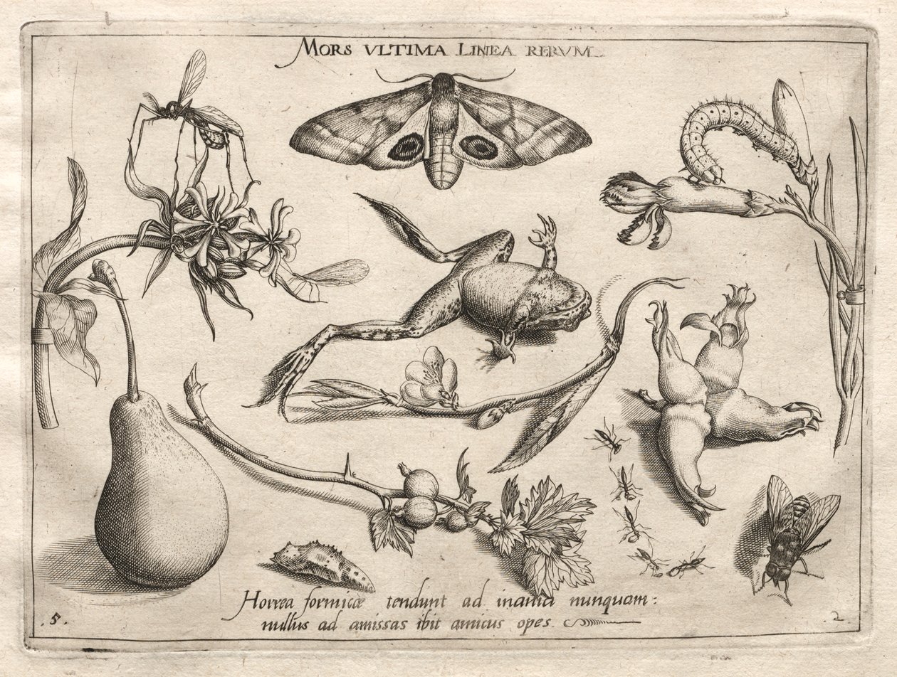 Archetypen en Studies: De dood is de lijn die het einde van alles markeert (Deel II, plaat 5) door Joris Hoefnagel