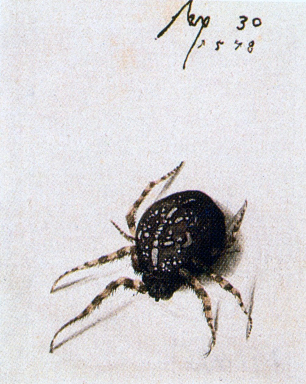 Vrouwelijke spin, 1578 door Joris Hoefnagel
