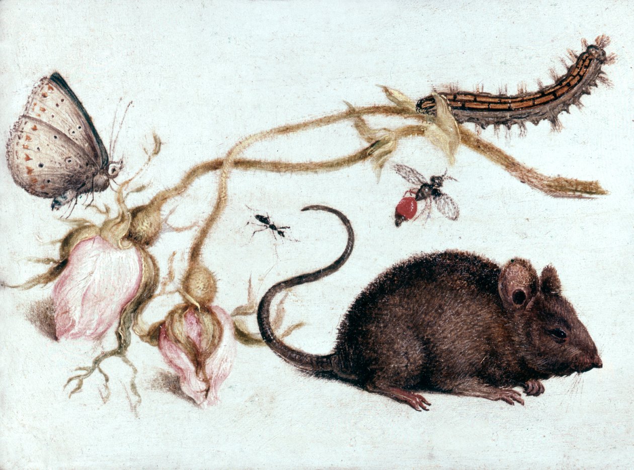 Muis, Bloem en Insect door Joris Hoefnagel