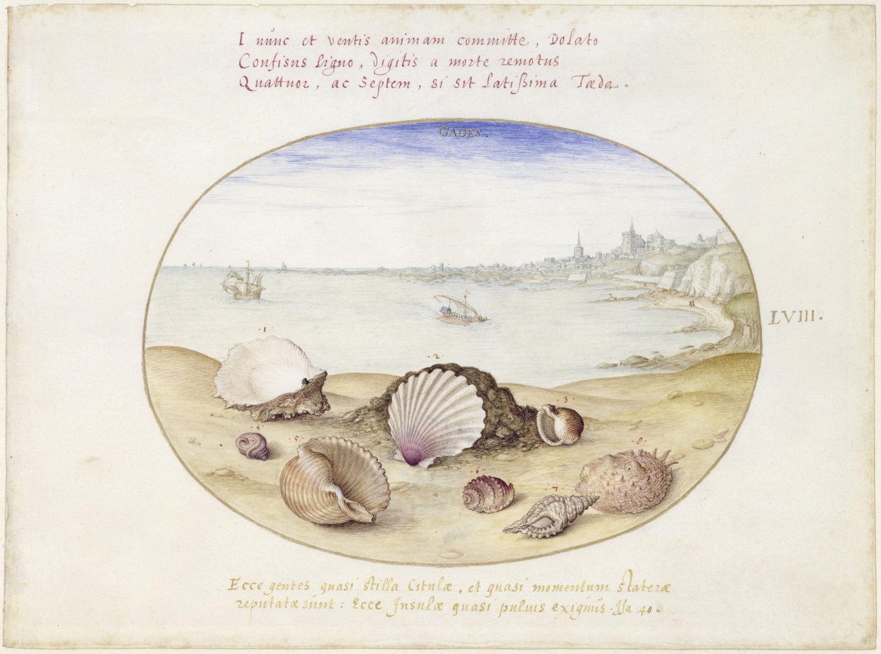 Schelpen en uitzicht op Cádiz, blad LVIII door Joris Hoefnagel