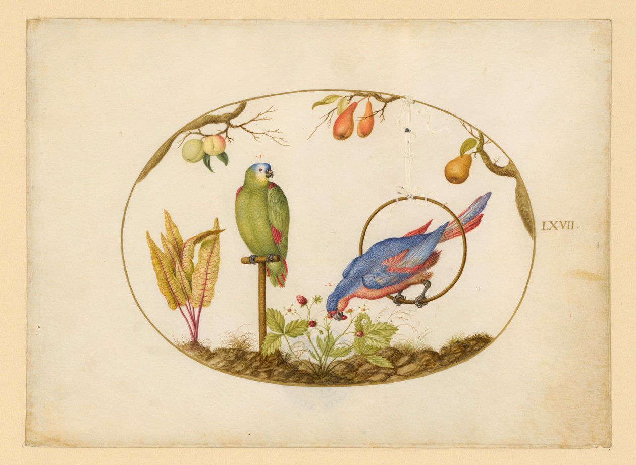Papegaaien, blad LXVII door Joris Hoefnagel