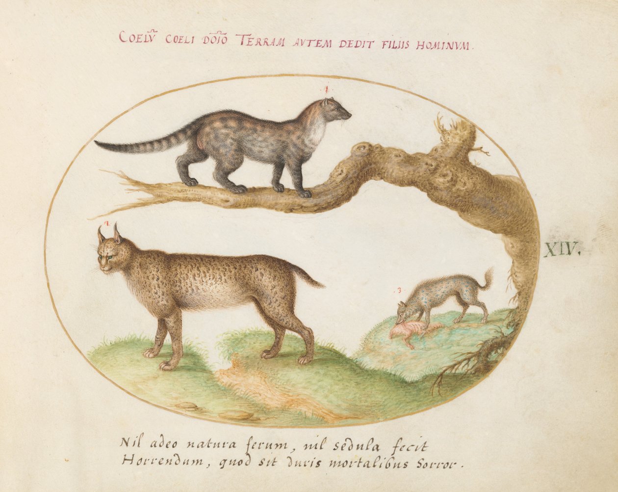 Plaat 14: Een Civet, een Lynx en een Hyena door Joris Hoefnagel