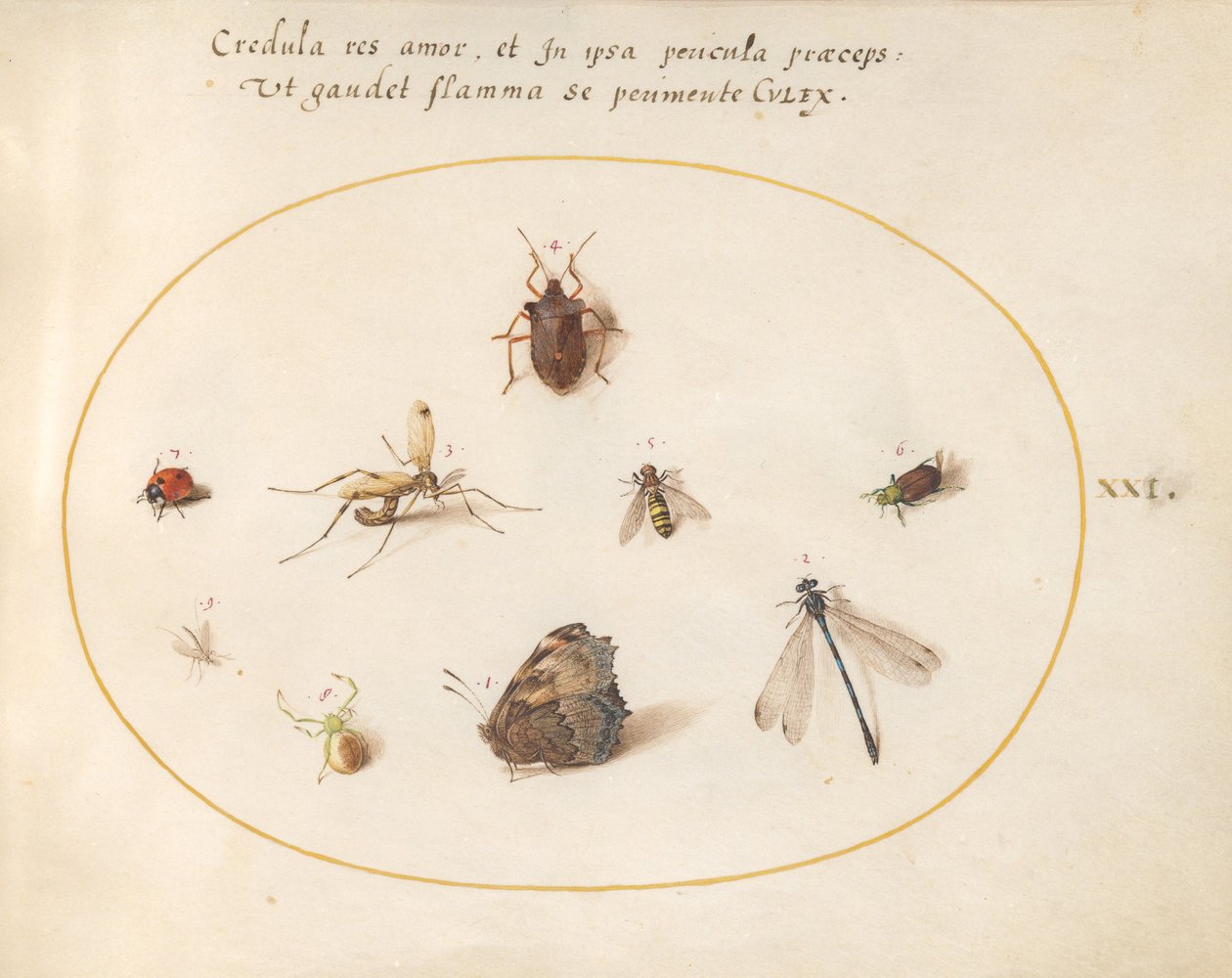 Plaat 21: Een Vlinder met een Libel, een Lieveheersbeestje en Vijf andere Insecten door Joris Hoefnagel