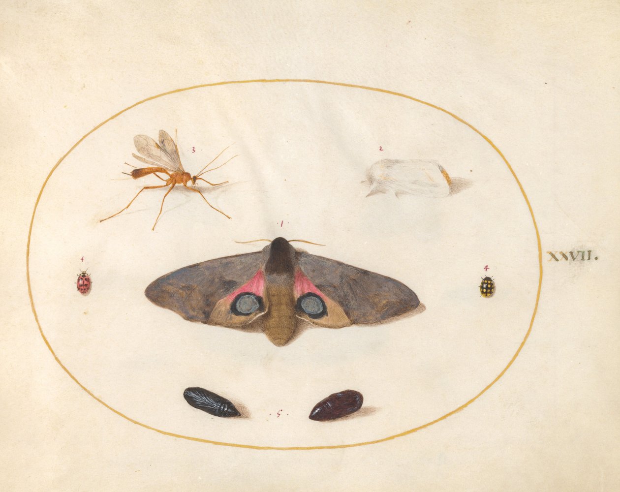 Plaat 27: Twee Motten, Twee Poppen en Andere Insecten door Joris Hoefnagel