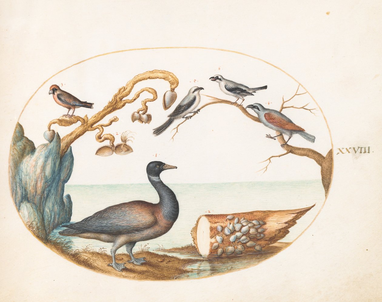 Plaat 28: Barnacle gans met klauwieren en andere vogels door Joris Hoefnagel