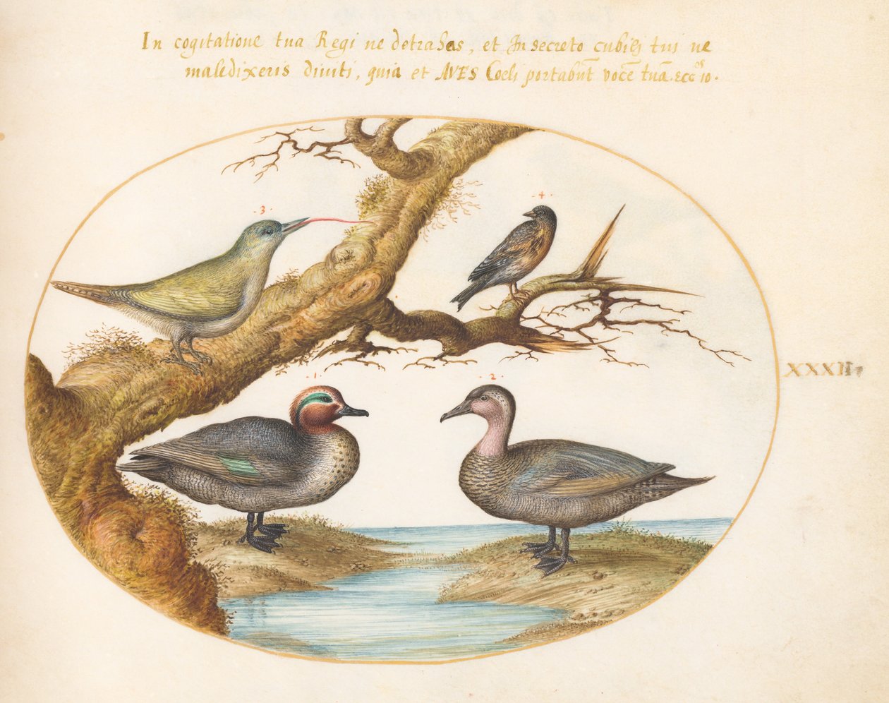 Plaat 32: Een groen gevleugelde taling, een jonge groene specht en twee andere vogels door Joris Hoefnagel
