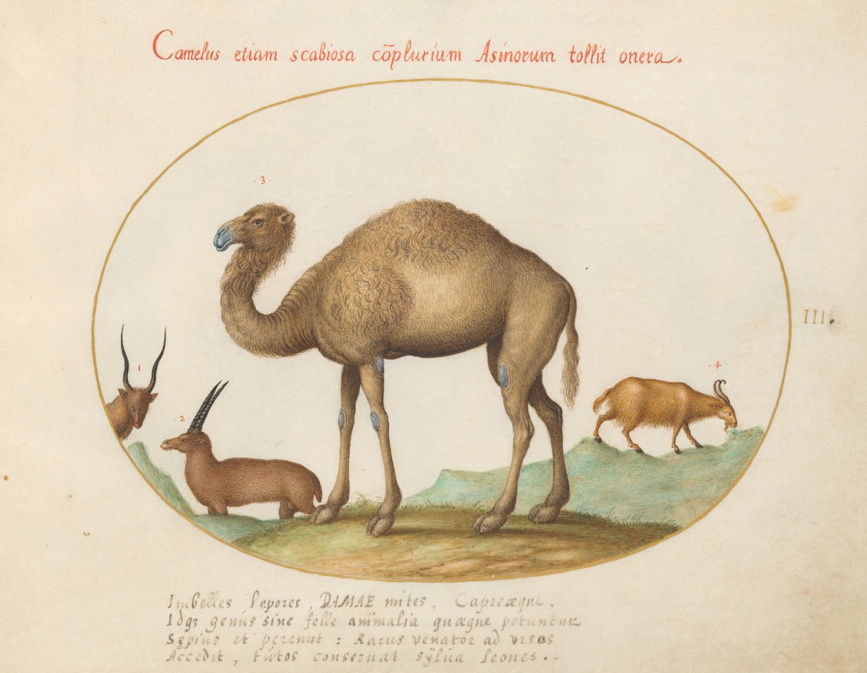 Plaat 3: Kameel, Steenbok en Geit door Joris Hoefnagel