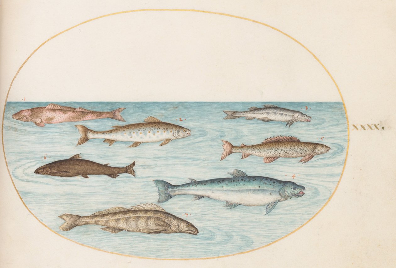 Afbeelding 40: Zalm, forel en zoetwatervis() door Joris Hoefnagel