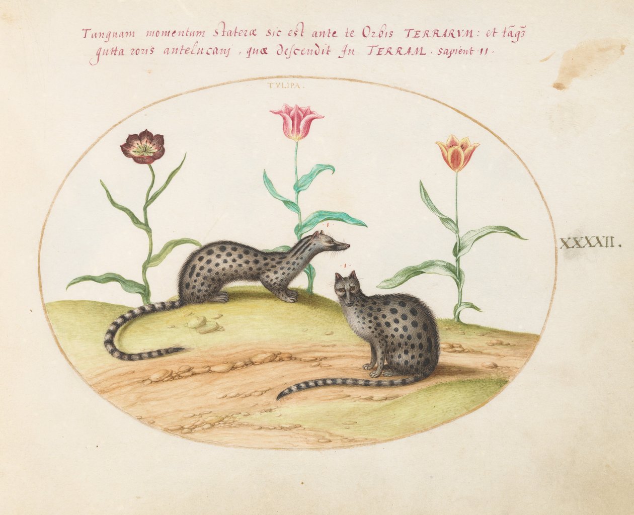 Plaat 42: Twee genetkatten met tulpen door Joris Hoefnagel