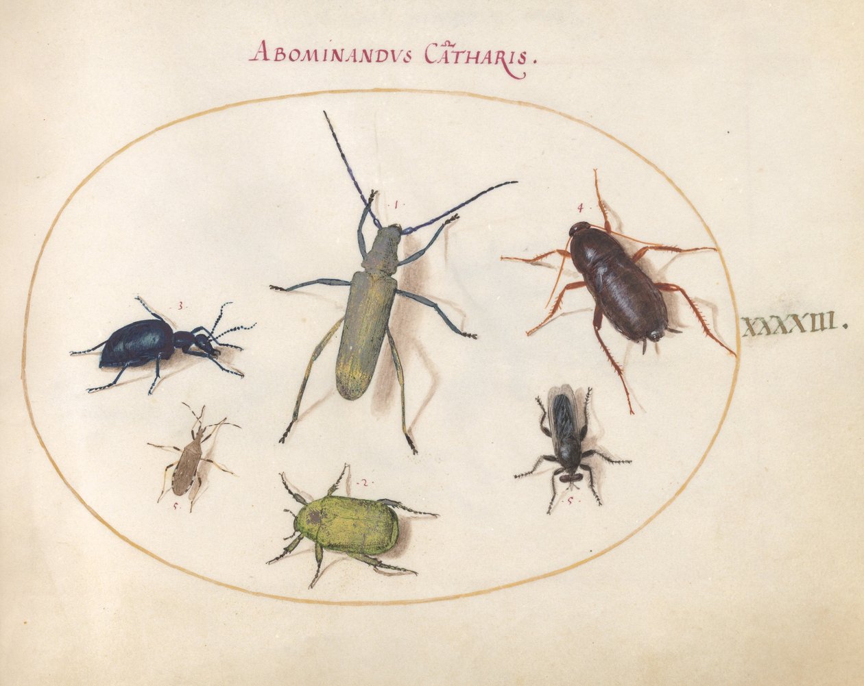 Plaat 43: Een Goudbloemige Grijze Langhoorn, Tansy Kever, Kakkerlak, Bladpootwants en Andere Insecten door Joris Hoefnagel