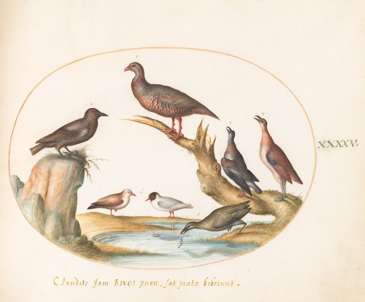 Plaat 45: Meeuwen en andere vogels aan de kust door Joris Hoefnagel