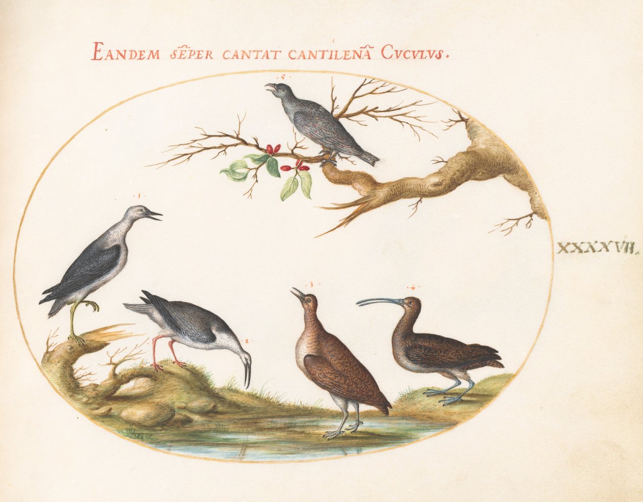 Blad 47: Kustvogels met een zittende vogel door Joris Hoefnagel