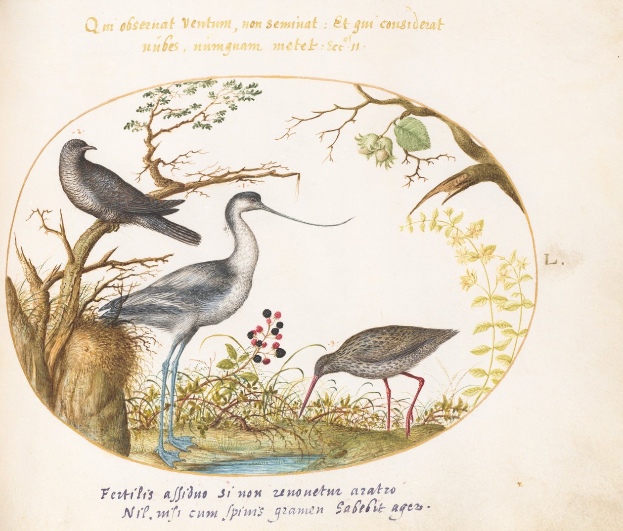 Plaat 50: Een kluut met twee andere vogels door Joris Hoefnagel
