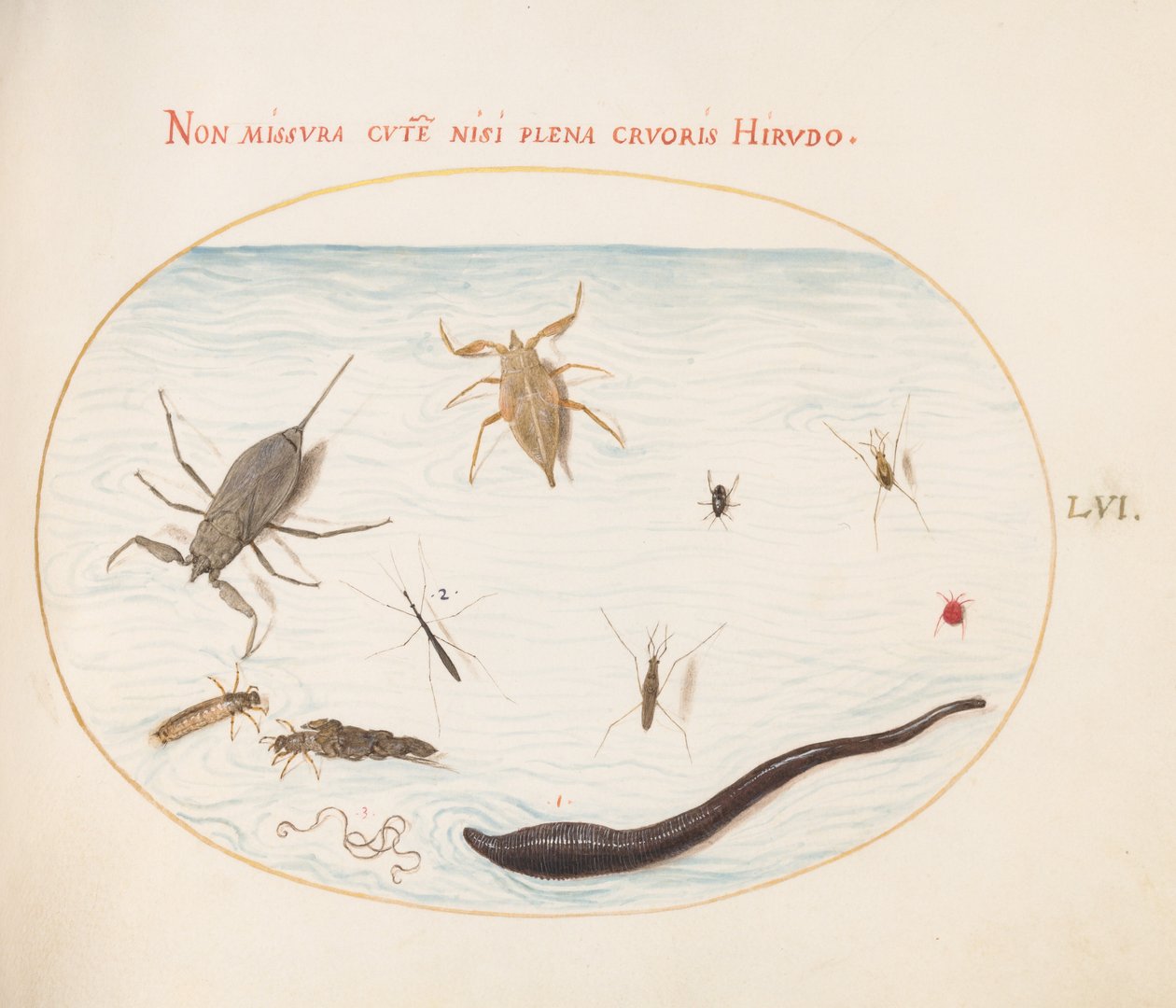Plaat 56: Waterschorpioen, Watermeter, Vijverloper, Rode Watermijt, Bloedzuiger(?) en Andere Waterinsecten door Joris Hoefnagel