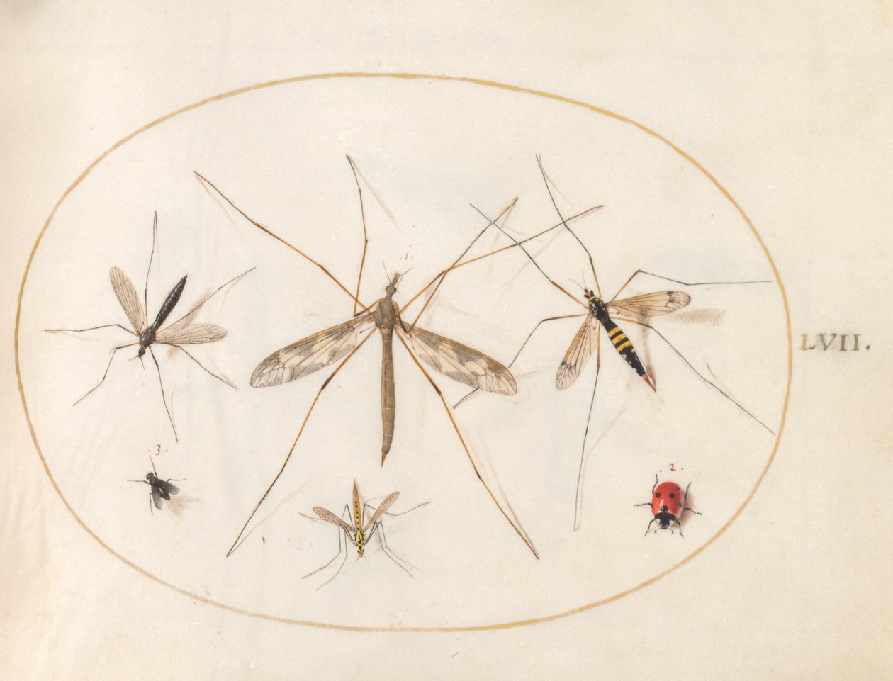 Plaat 57: Een Lieveheersbeestje, een Vlieg en Vier Andere Insecten door Joris Hoefnagel