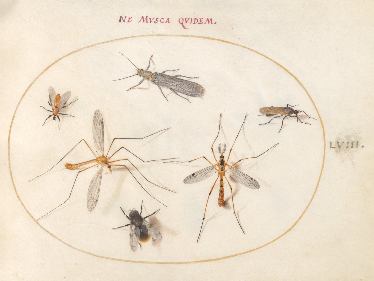 Plaat 58: Een Bij en Vijf Andere Insecten door Joris Hoefnagel