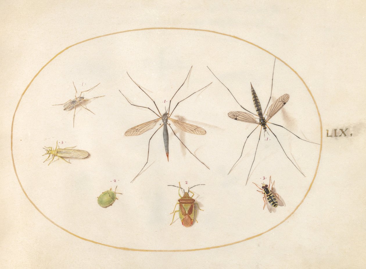 Zeven insecten, waaronder een meidoornwants, langpootmuggen en een zweefvlieg (plaat 59) door Joris Hoefnagel