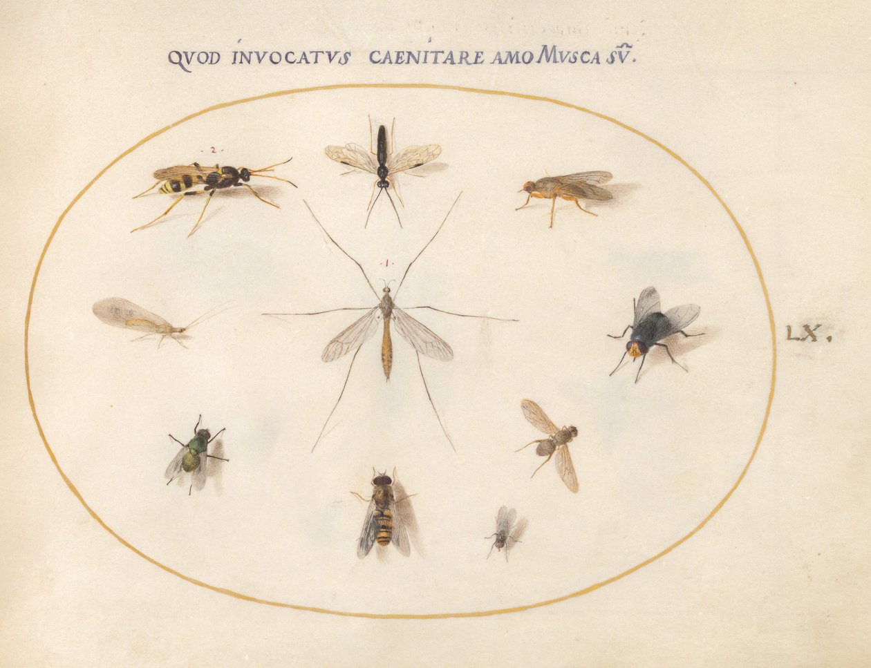 Blad 60: Vliegen en andere insecten, ca. 1575/80 door Joris Hoefnagel