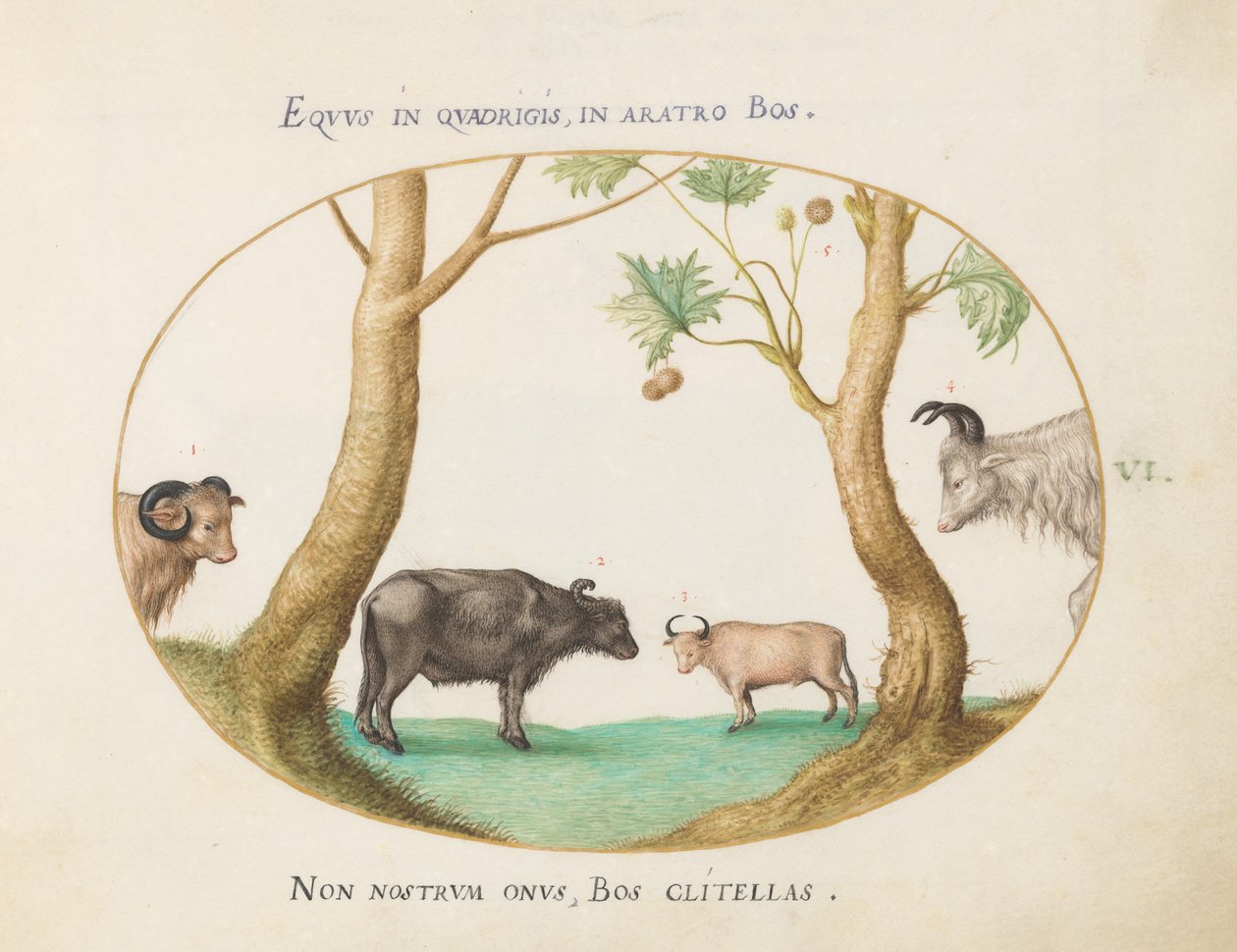 Plaat 6: Een verscheidenheid aan ossen met een ram en een waterbuffel(?) bij een plataan door Joris Hoefnagel