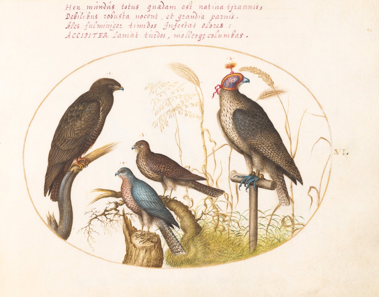 Plaat 6: Vier Roofvogels, Inclusief een Sperwer(?) door Joris Hoefnagel
